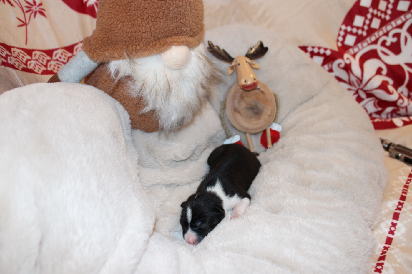 Of Trans Africas Dynastie - Chiots disponibles - Basenji