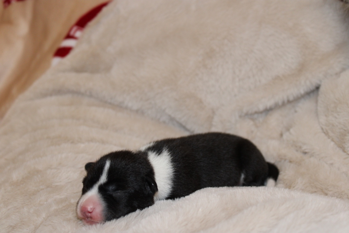 Of Trans Africas Dynastie - Chiots disponibles - Basenji