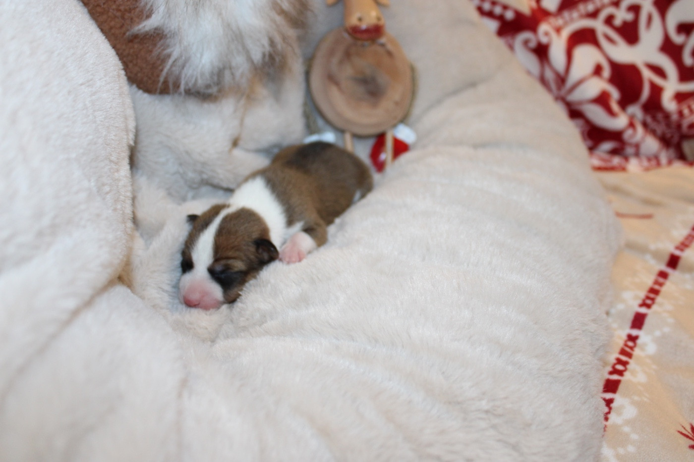 Of Trans Africas Dynastie - Chiots disponibles - Basenji