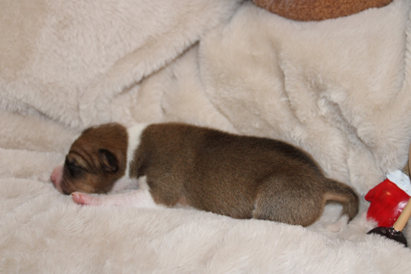 Of Trans Africas Dynastie - Chiots disponibles - Basenji