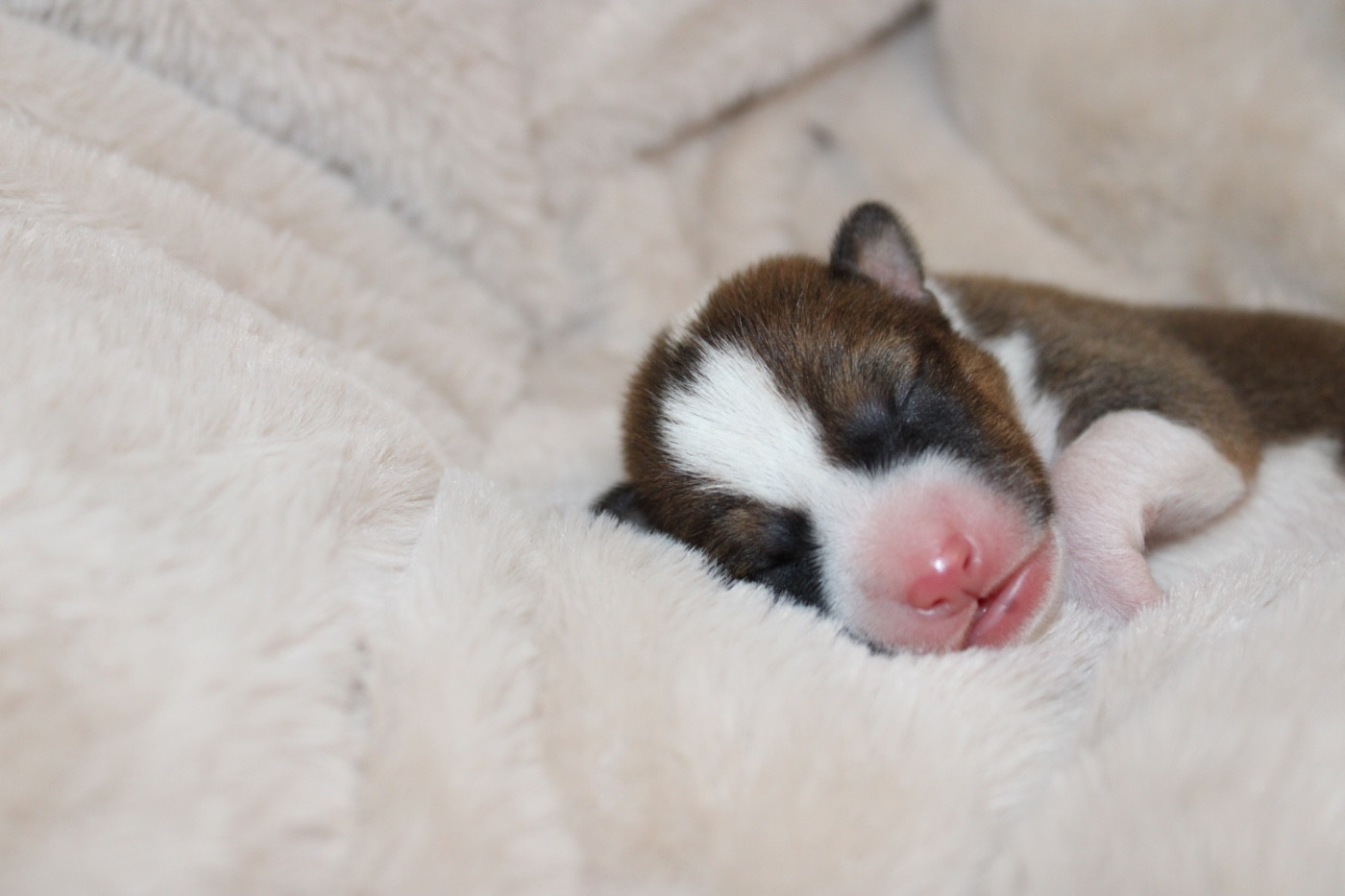 Of Trans Africas Dynastie - Chiots disponibles - Basenji