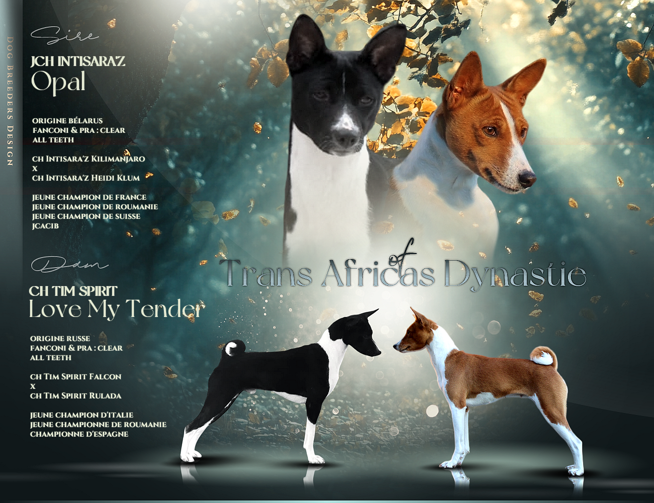 Chiot Basenji Of Trans Africas Dynastie